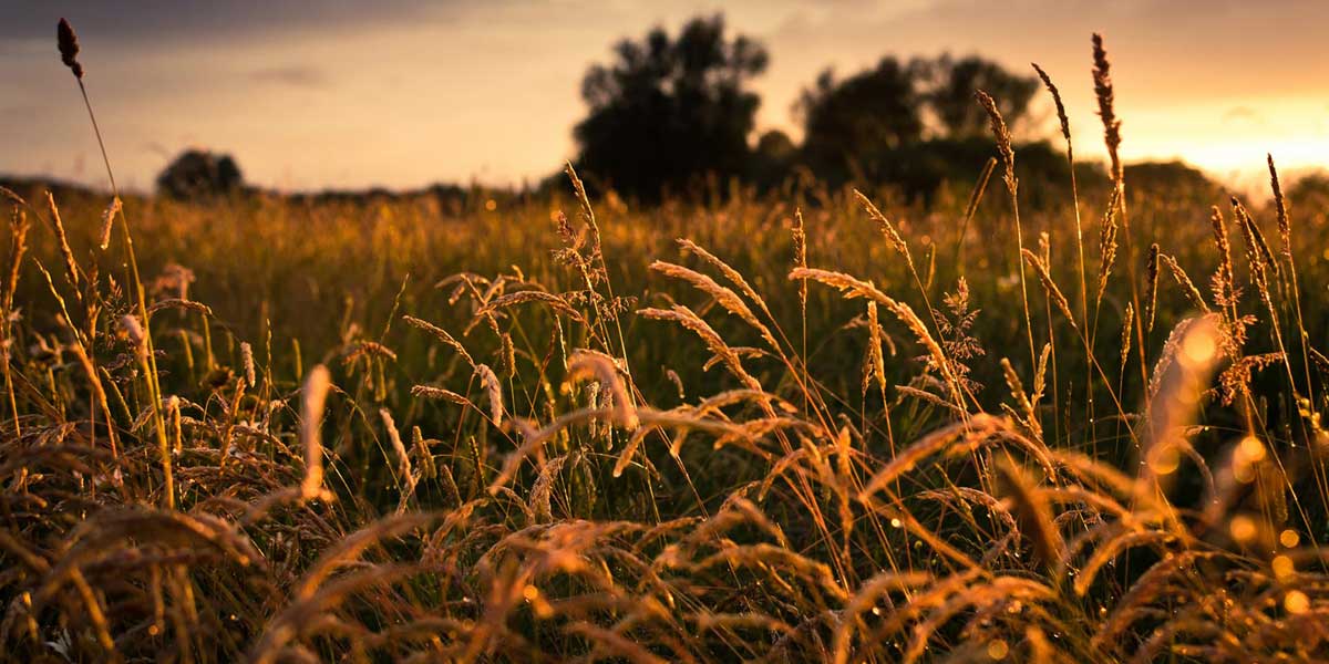 Withering Grass and Everlasting Glory