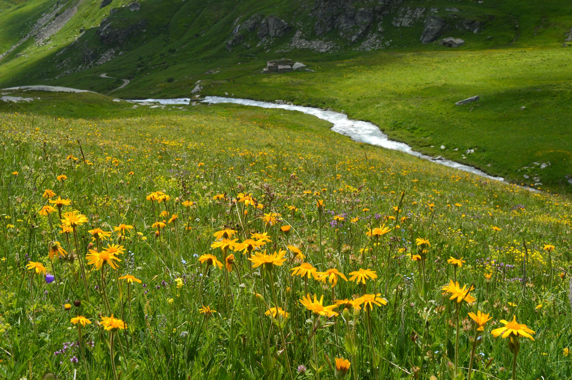wildflower meadow in a vibrant mountain valley