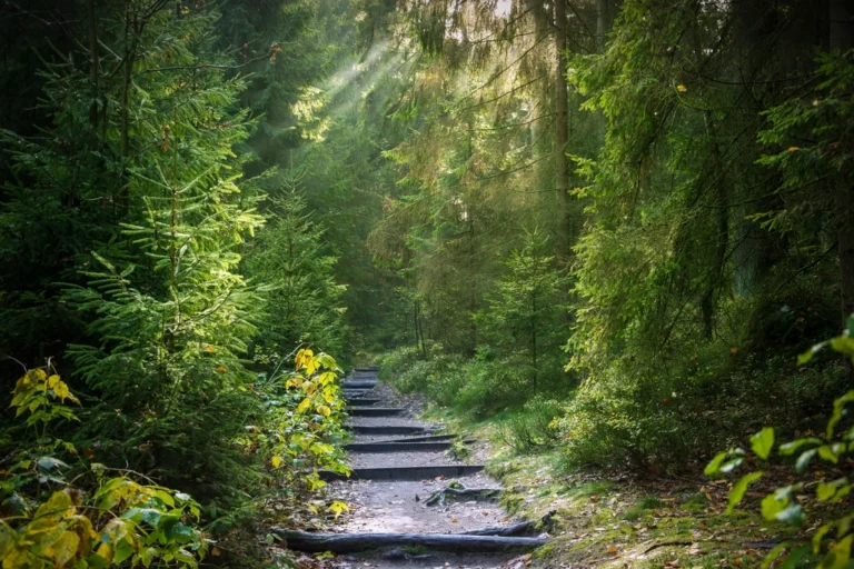 Forest Away Path