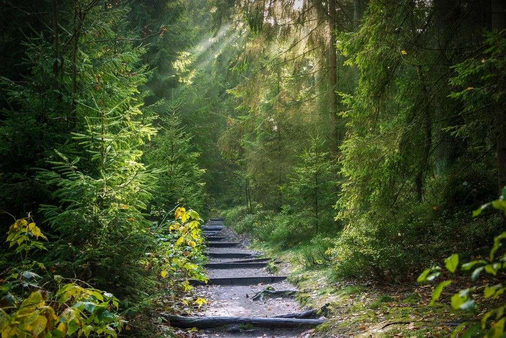 Forest Away Path