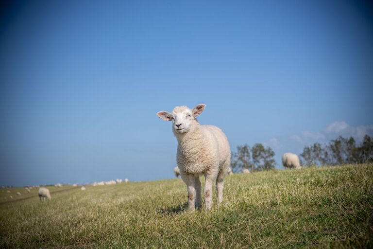 texel sheep on grass field under the blue sky