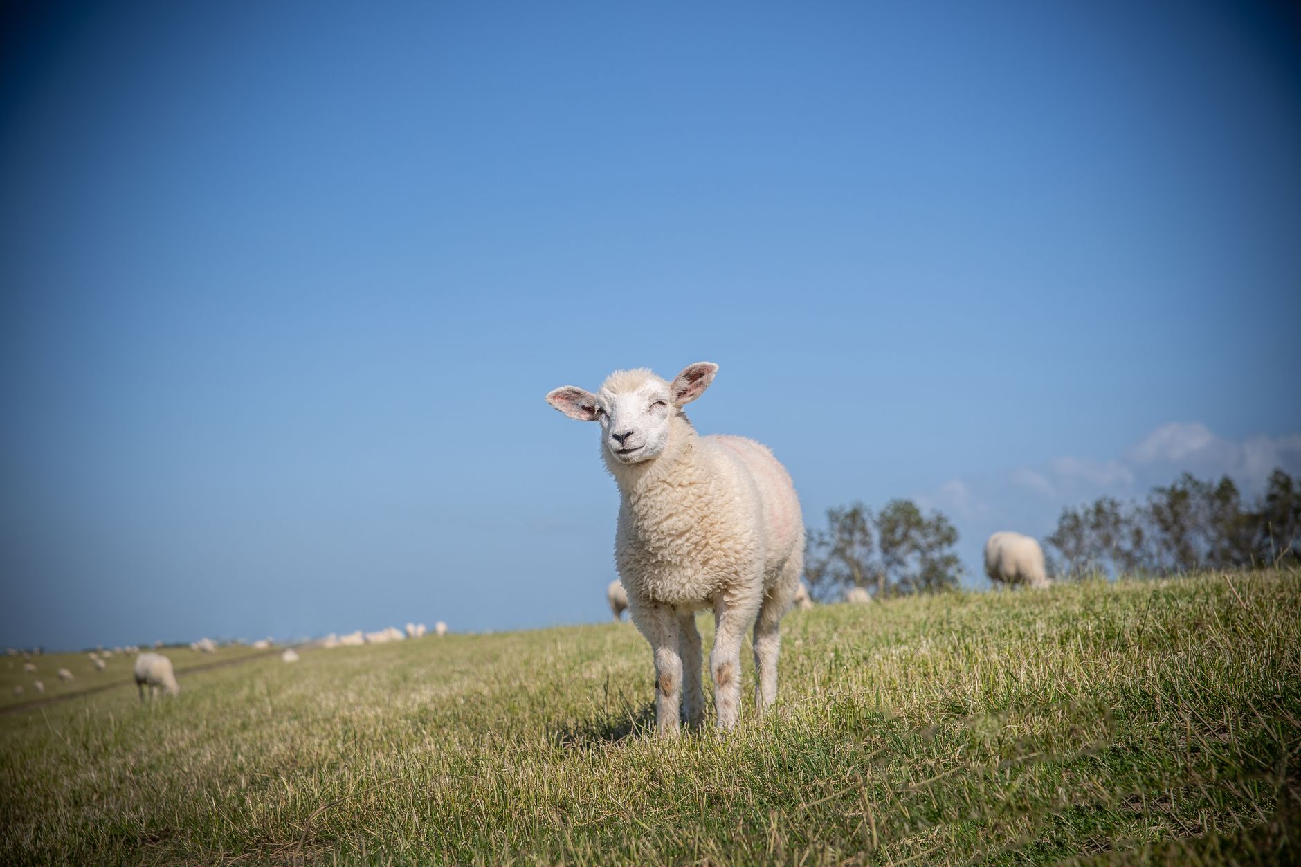 texel sheep on grass field under the blue sky