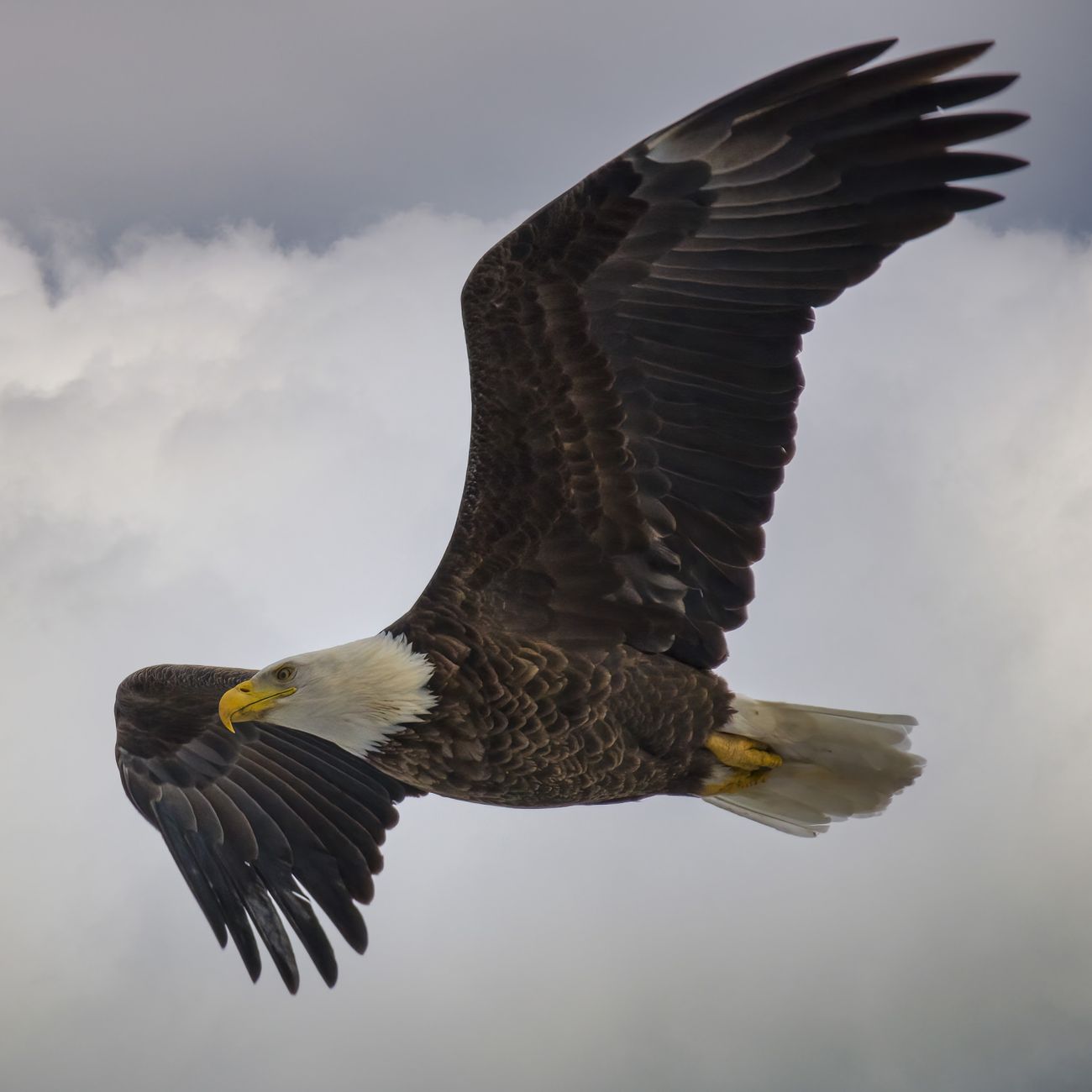 close up photo of an eagle